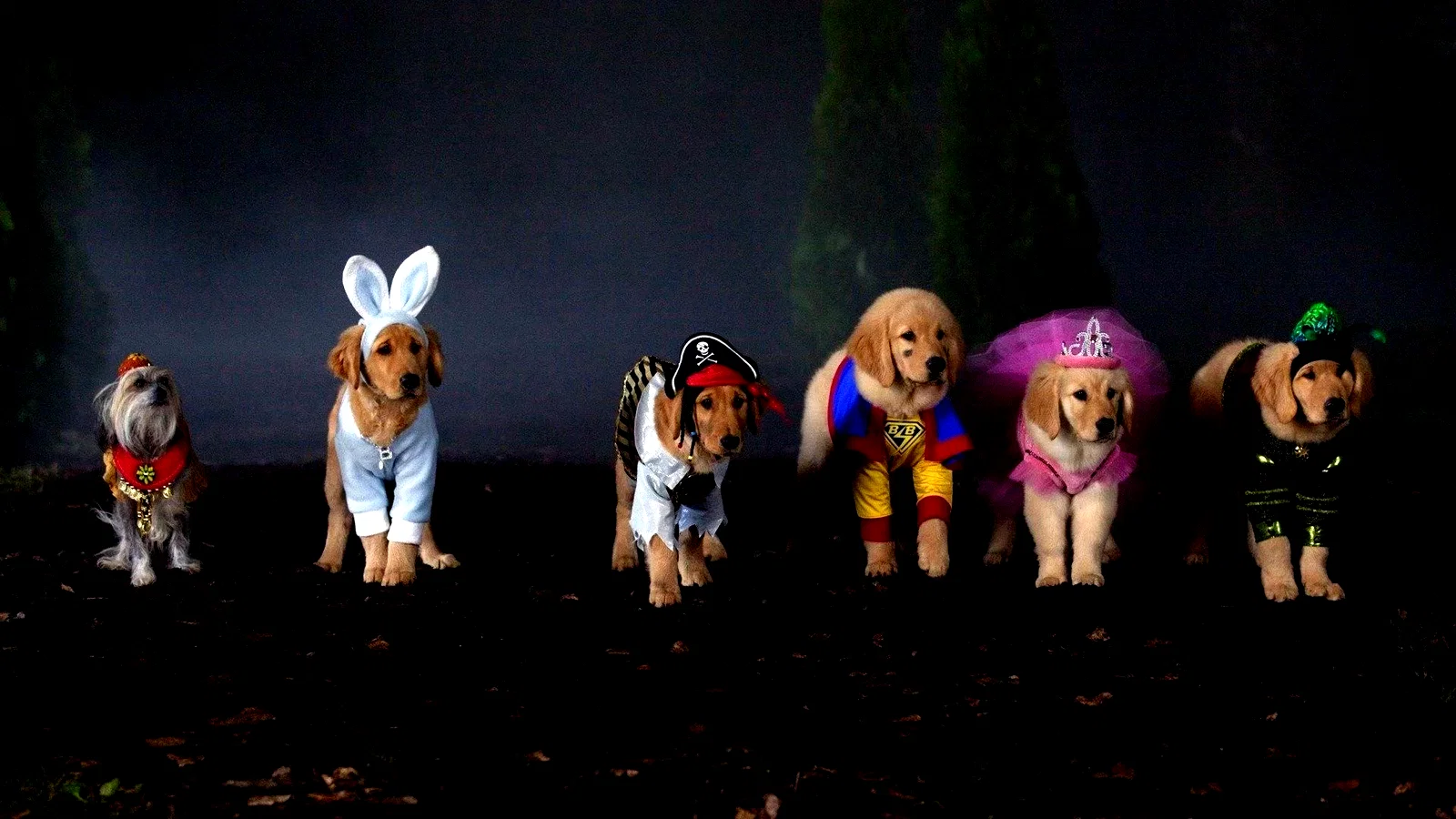 Photo du film : Les Copains et la légende du chien maudit