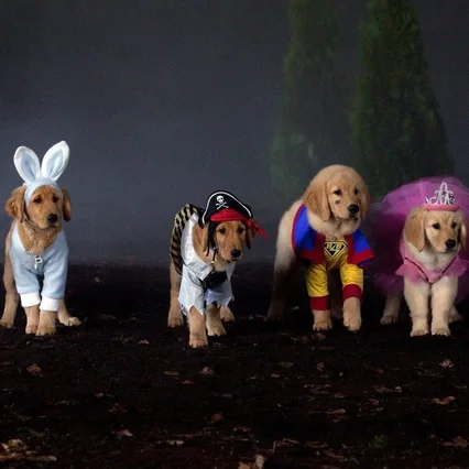 Miniature photo du film : Les Copains et la légende du chien maudit