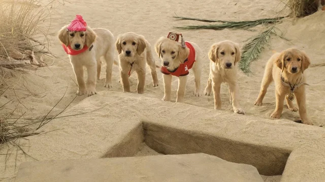 Photo du film : Les Copains chasseurs de trésor