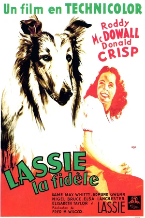 Photo du film : Fidèle Lassie