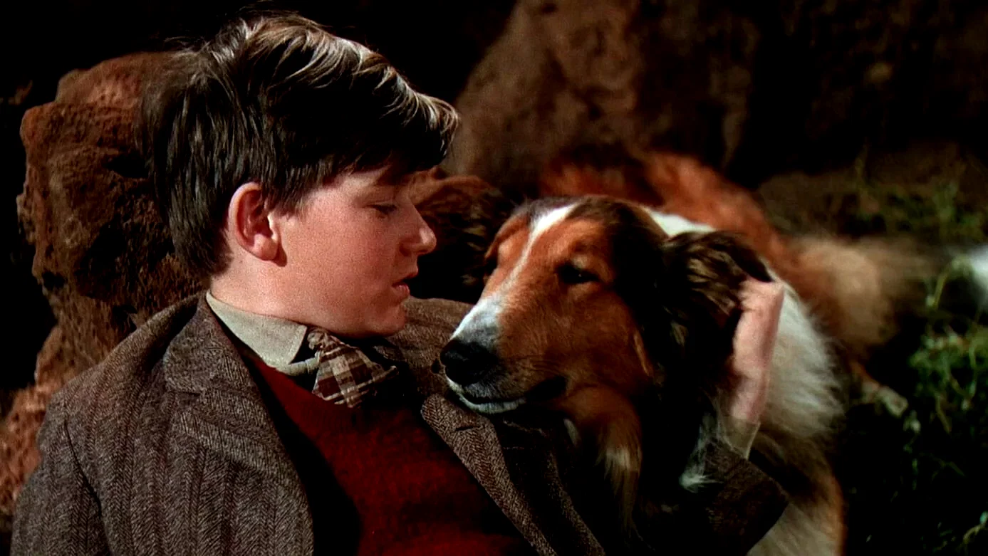 Photo 4 du film : Fidèle Lassie