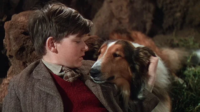 Photo du film : Fidèle Lassie