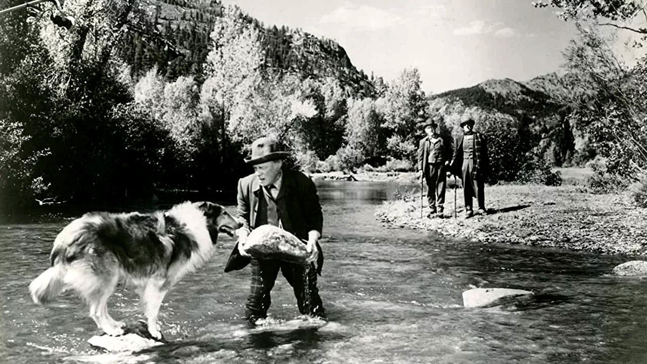 Photo 2 du film : Le Maître de Lassie