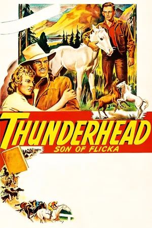Affiche du film : Le Fils de Flicka - Thunderhead