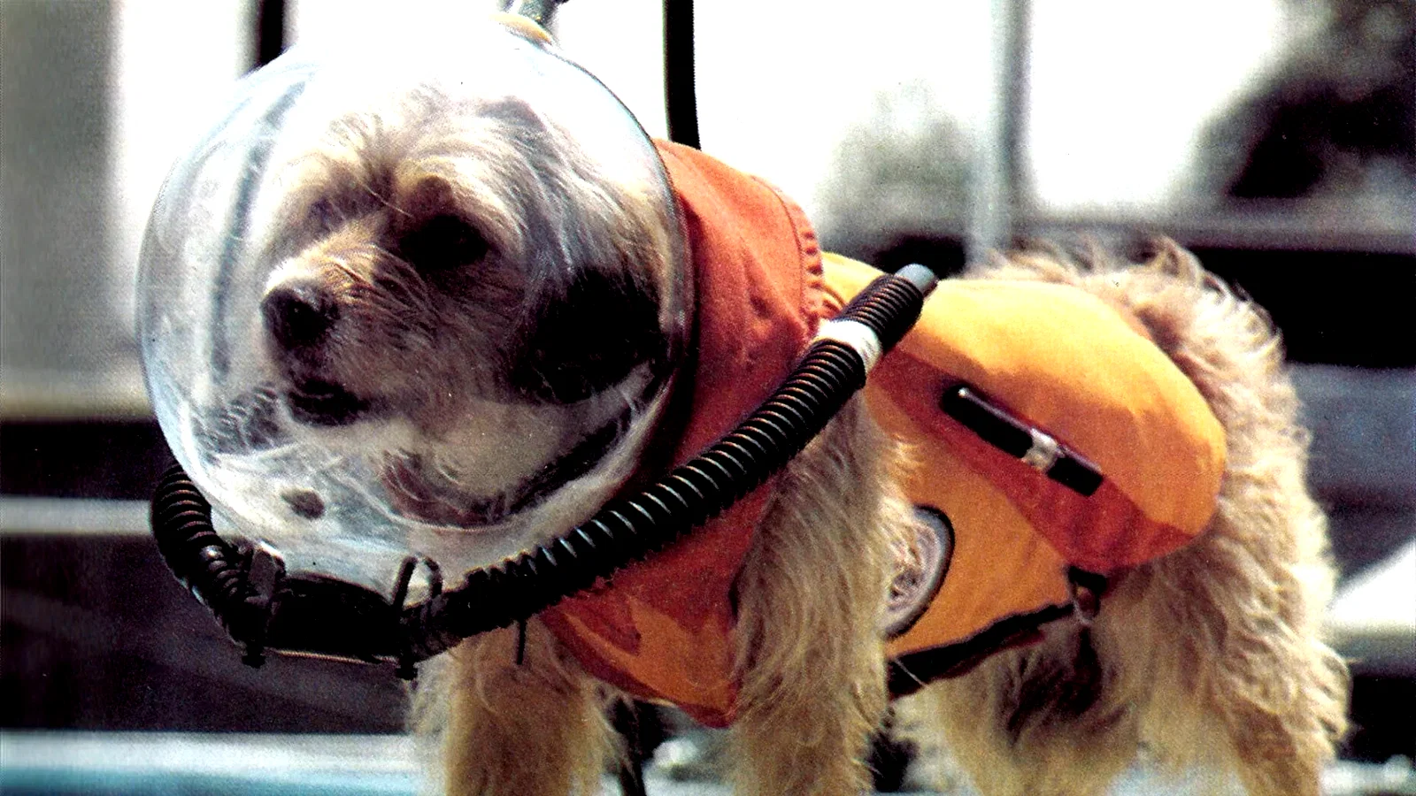 Photo du film : Benji at Marineland
