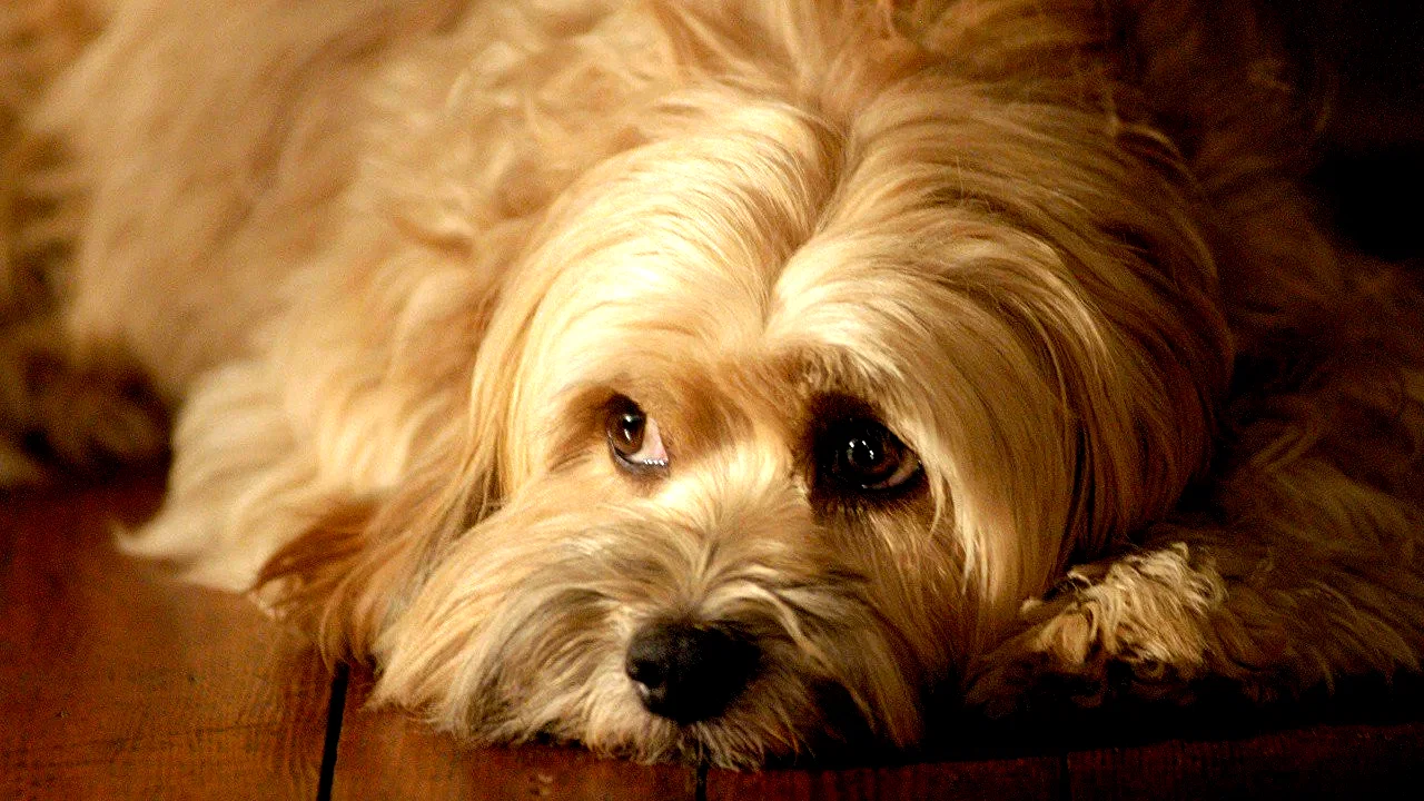 Photo du film : For the Love of Benji