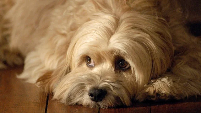 Photo 2 du film : For the Love of Benji