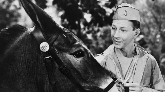Photo du film : Francis, le mulet qui parle