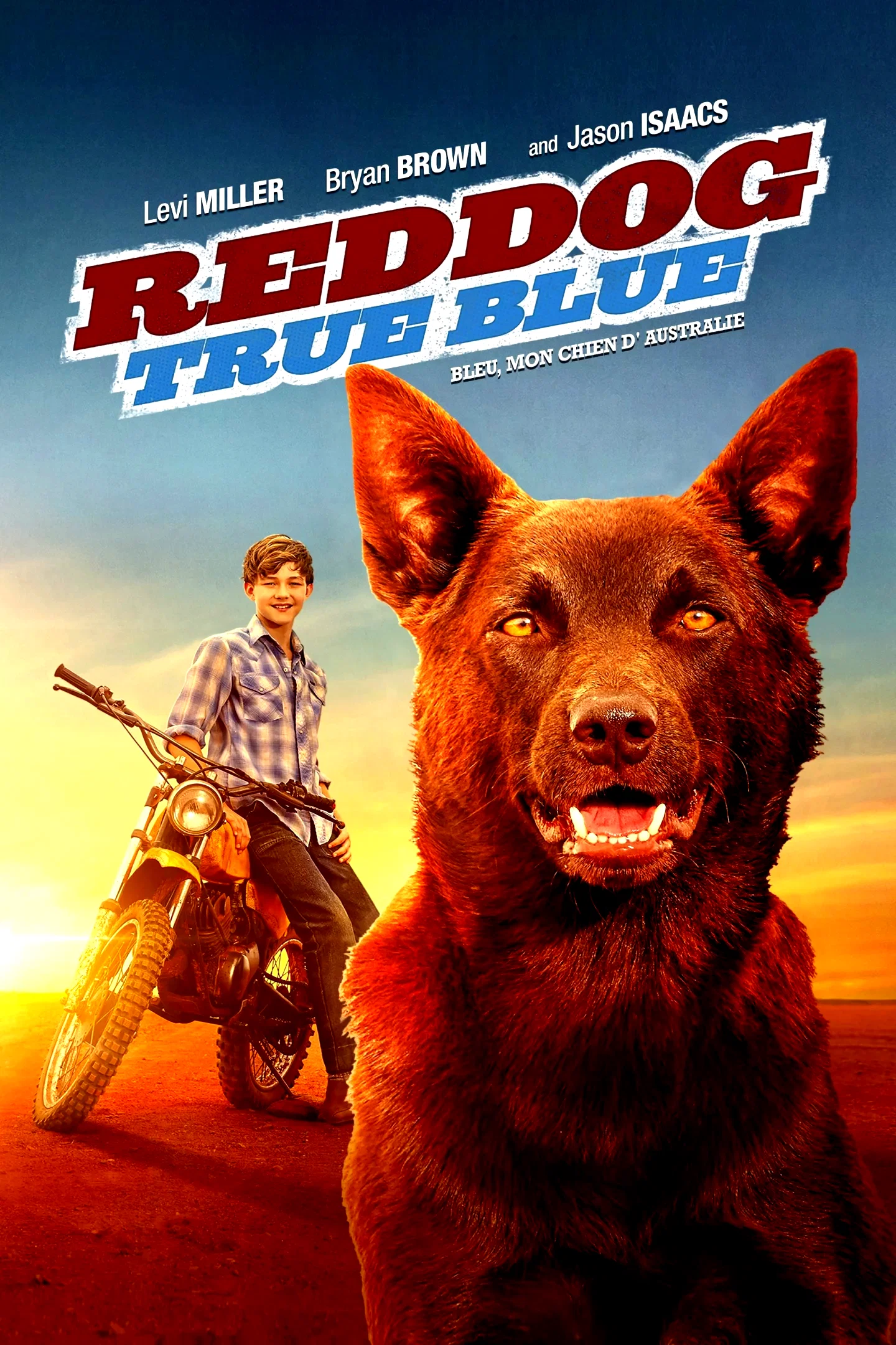 Photo du film : Blue, mon chien d'Australie