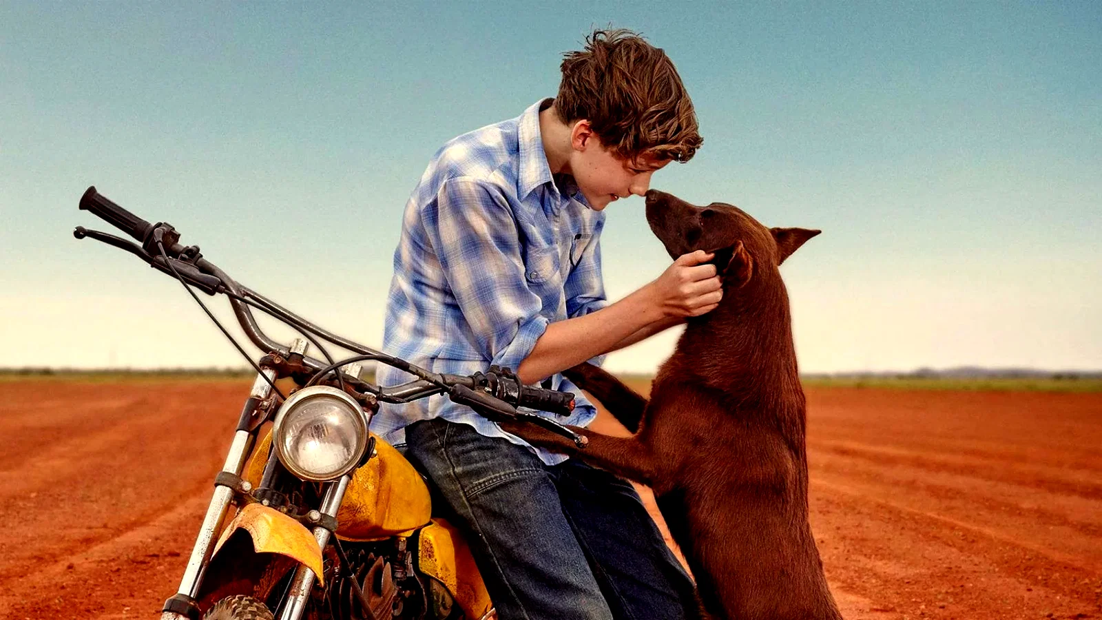 Photo du film : Blue, mon chien d'Australie