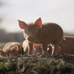 Photo du film : Wilding, Retour à la Nature Sauvage