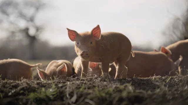 Affiche du film : Wilding, Retour à la Nature Sauvage