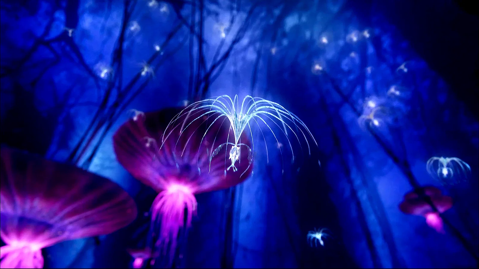 Photo du film : Avatar: Creating the World of Pandora