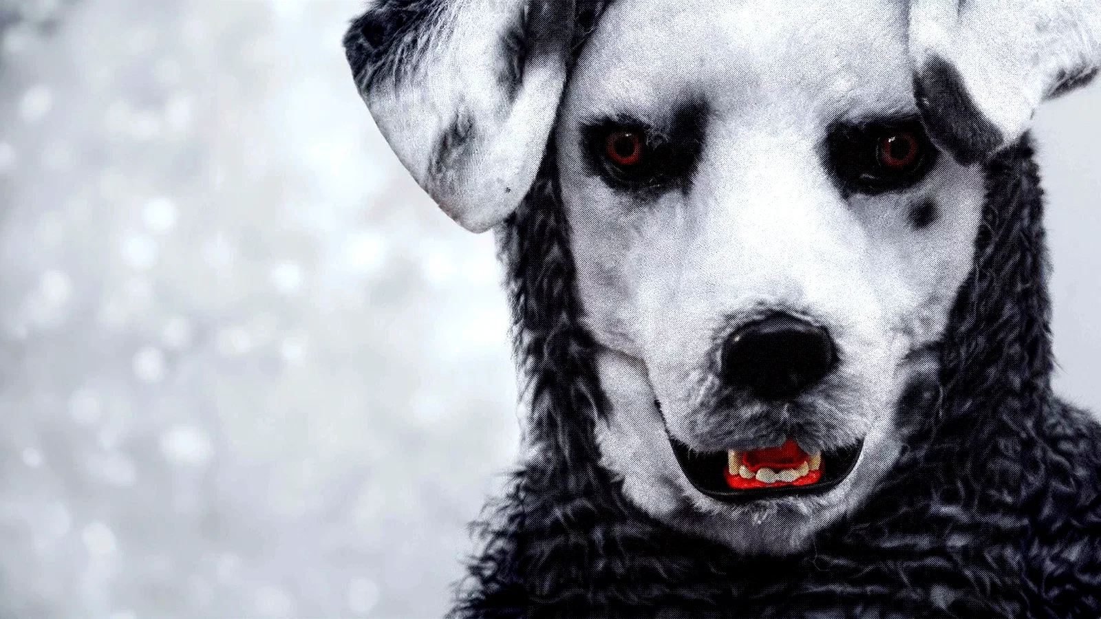 Photo 2 du film : Good Boy