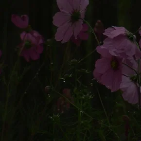 Photo du film : L'Arbre de l'enfance