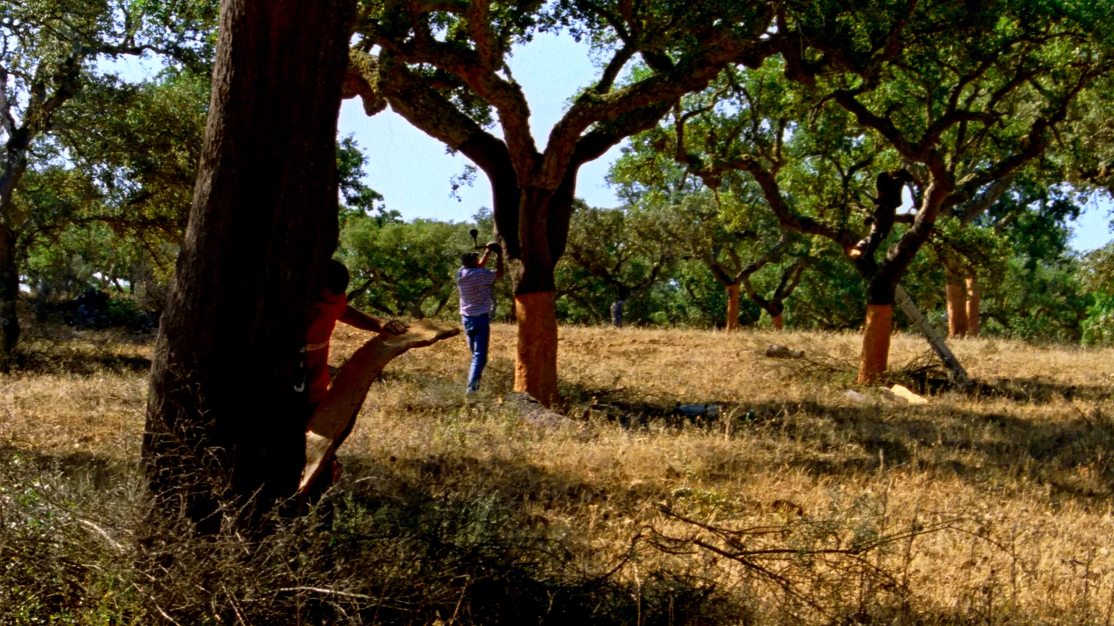 Photo 2 du film : Les Saisons
