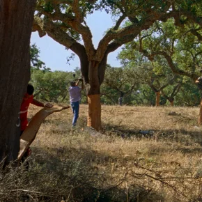 Photo du film : Les Saisons