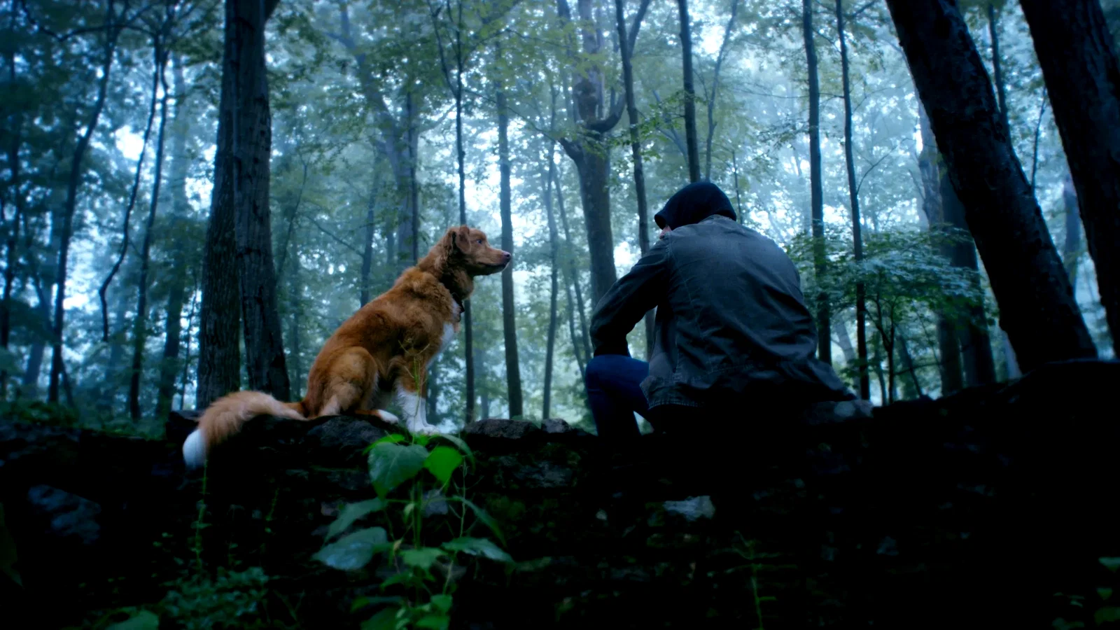 Photo 1 du film : Good Boy