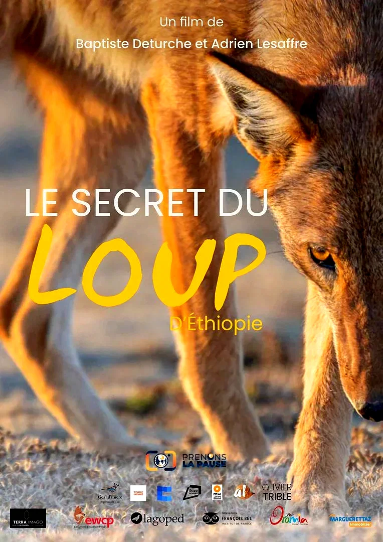 Affiche du film : Le Secret du Loup d’Éthiopie