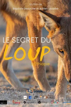 Affiche du film : Le Secret du Loup d’Éthiopie