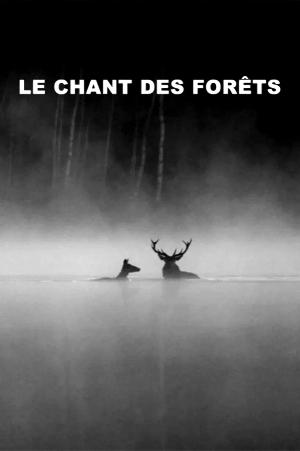 Photo 2 du film : Le chant des forêts