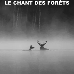 Photo du film : Le chant des forêts