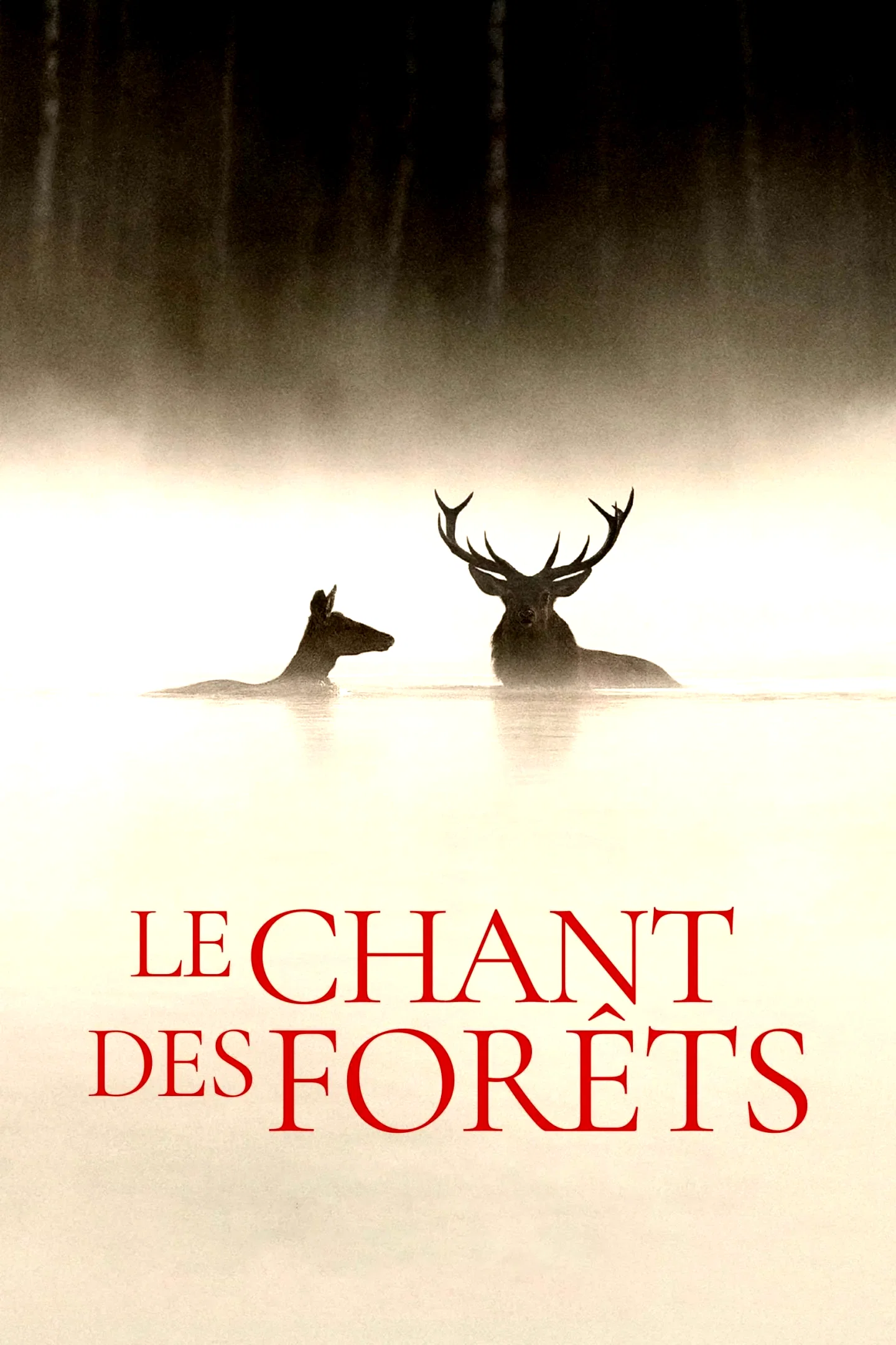 Photo 3 du film : Le chant des forêts