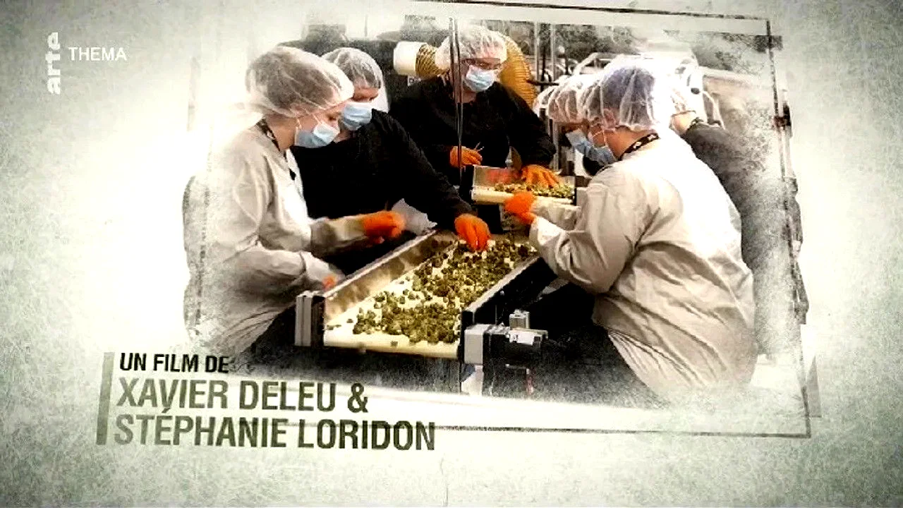 Photo 1 du film : Cannabis : quand le deal est légal