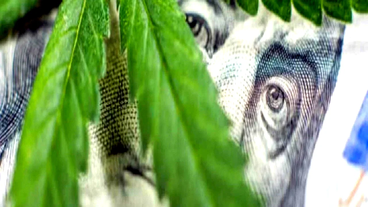 Photo 3 du film : Cannabis : quand le deal est légal