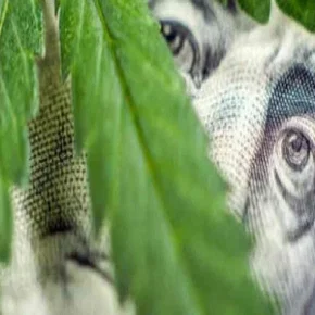 Photo du film : Cannabis : quand le deal est légal