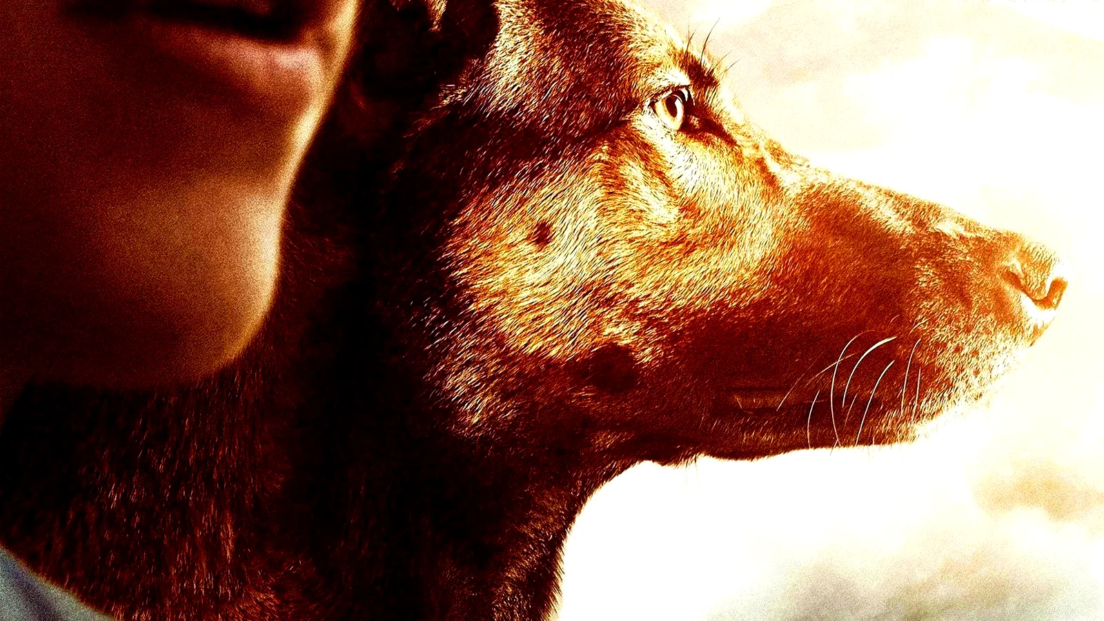 Photo 2 du film : Max