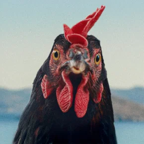 Photo du film : Cocotte