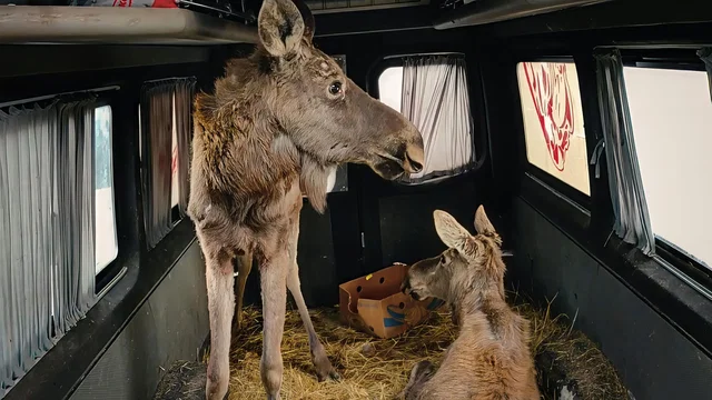 Photo 2 du film : Checkpoint Zoo