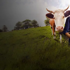 Photo du film : L'Amour vache