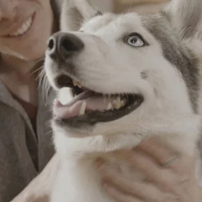 Photo du film : The Year of the Dog