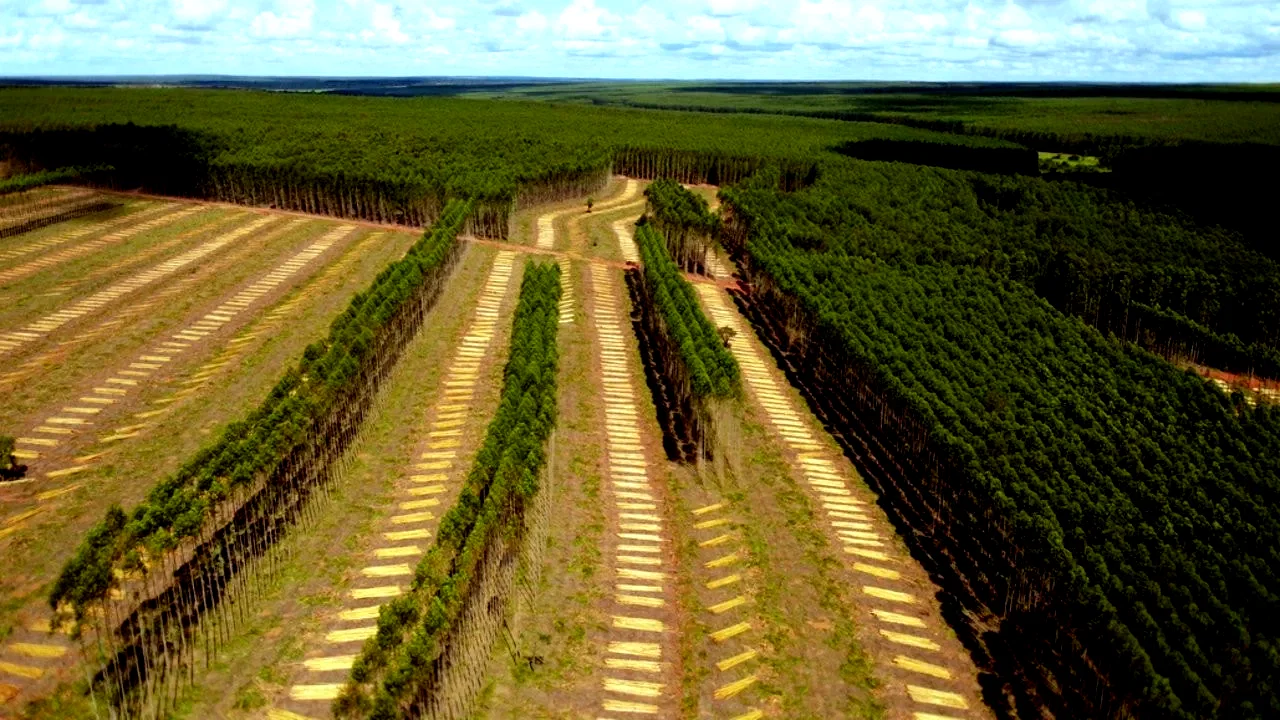 Photo du film : Planter à tout prix - Des arbres pour sauver la planète ?