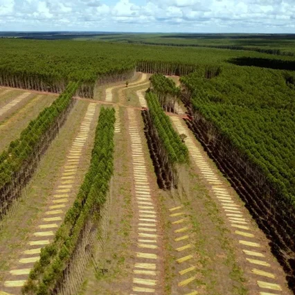 Miniature photo du film : Planter à tout prix - Des arbres pour sauver la planète ?