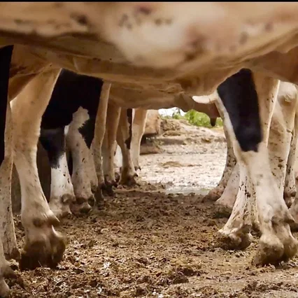 Miniature photo du film : Les vaches n'auront plus de nom