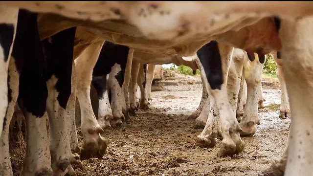 Photo du film : Les vaches n'auront plus de nom