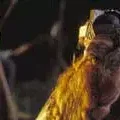 Photo du film : Le seigneur des anneaux : le retour du roi
