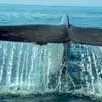 Photo du film : La planète bleue