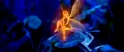 Photo 5 du film : Peter Pan