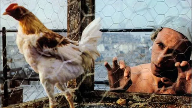 Photo 3 du film : La Coqueluche