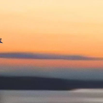 Miniature photo du film : #SKYKING