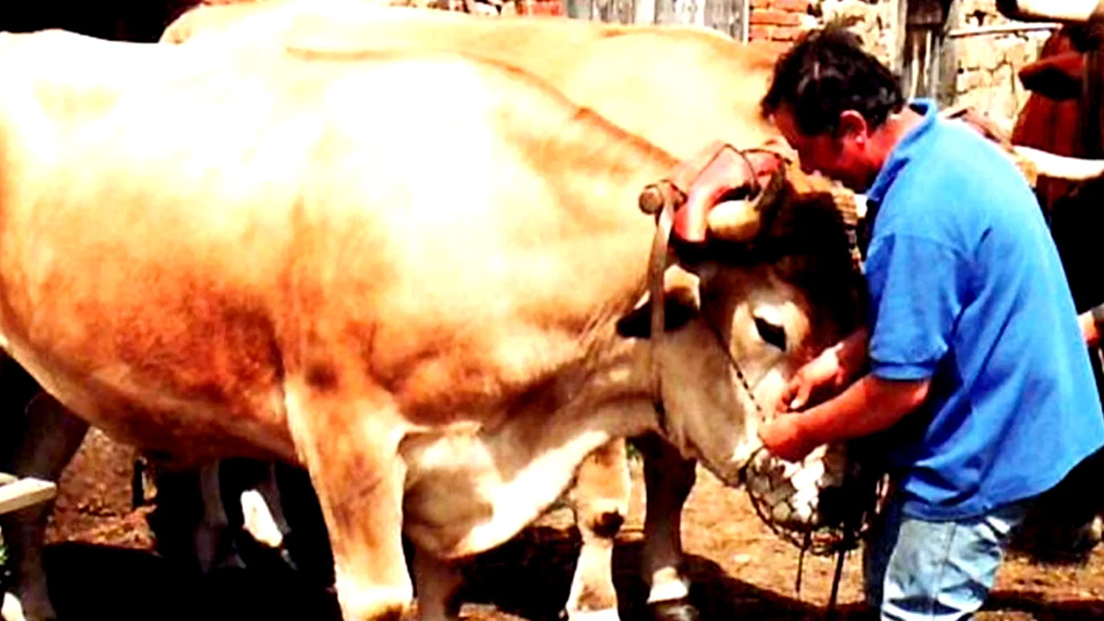 Photo du film : Toi ! L'Auvergnat... dernier paysan