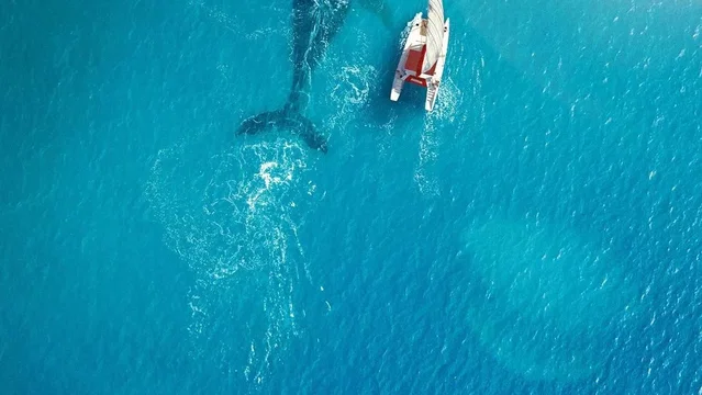 Affiche du film : La Baleine et le musicien