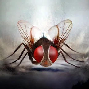 Photo du film : Eega, la mouche vengeresse