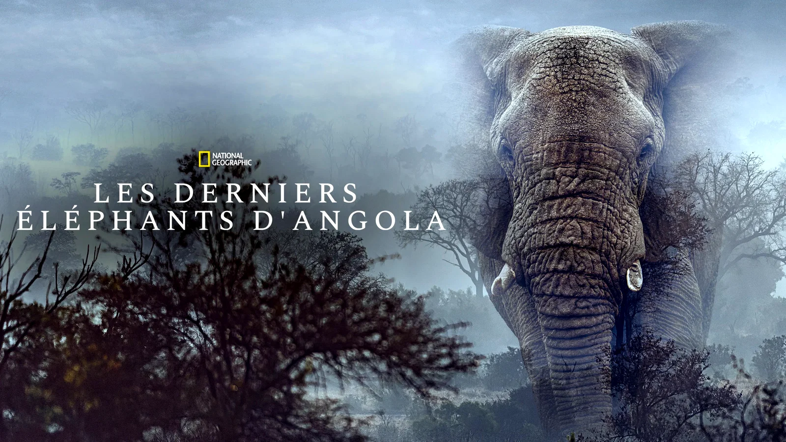 Photo 1 du film : Ghost Elephants