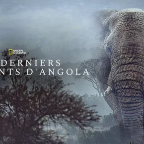 Photo du film : Ghost Elephants