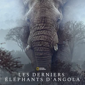 Photo du film : Ghost Elephants